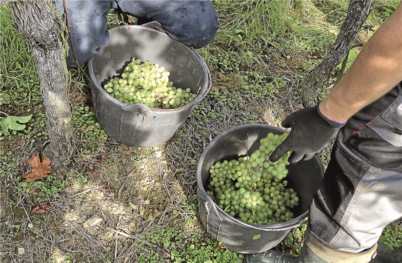 Grâce au beau temps et au peu d'eau qui est tombé, les vignes sont dans un état sanitaire impeccable. (photo archives LQ)