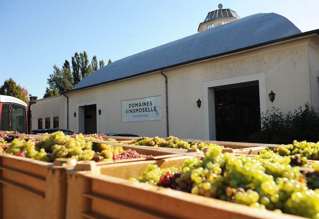 Environ 200 tonnes de raisins arrivent chaque jour à la cave Vinsmoselle de Grevenmacher. (photo Isabella Finzi)