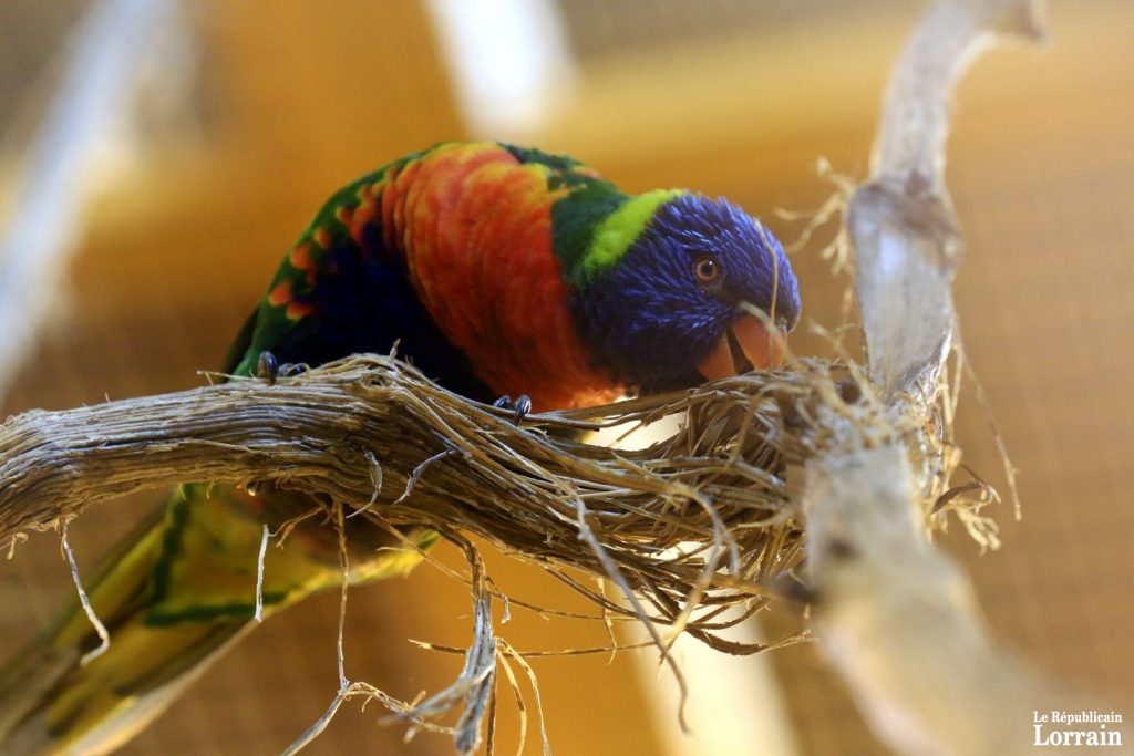 Six perroquets loriquets partagent la cage des roule-roule. (photo Maury Golini / RL)