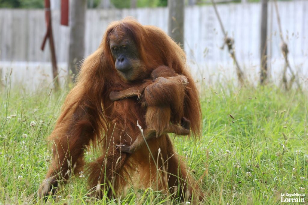 Poutri, la maman orang-outang, ne se déplace jamais sans Tupaï, qui a huit semaines. (photo Maury Golini / RL)