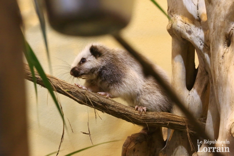 Très difficile à observer, car très timide et à l'activité plutôt nocturne, le rat des nuages est un très bel animal. (photo Maury Golini / RL)