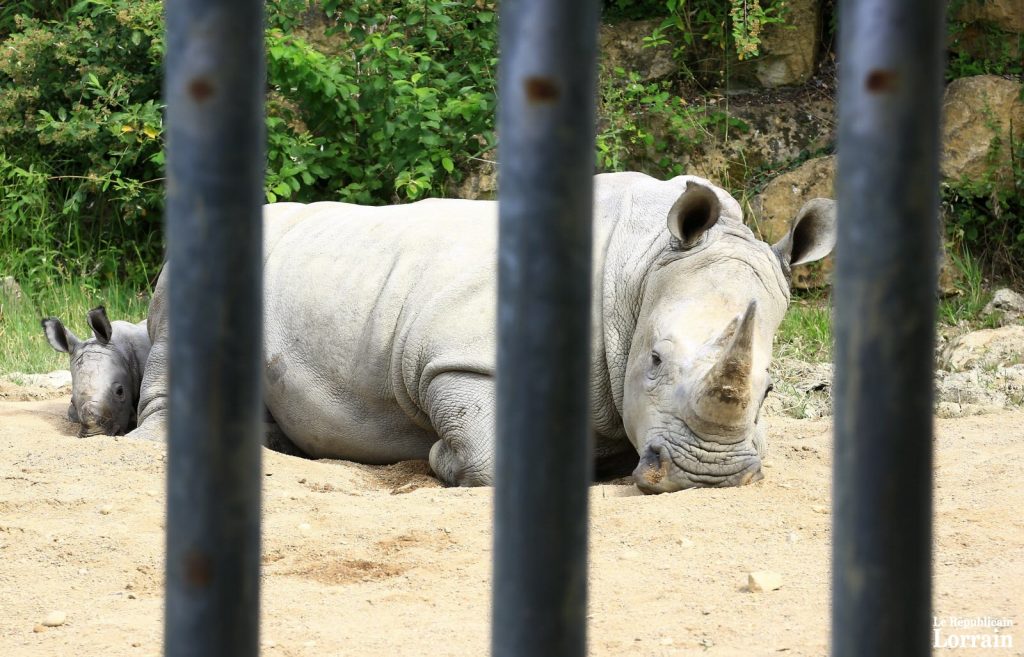 Yorouba, la maman rhinocéros blanc, guette les visiteurs... Elle n'aime pas trop qu'ils s'approchent de son bébé... (photo Maury Golini / RL)