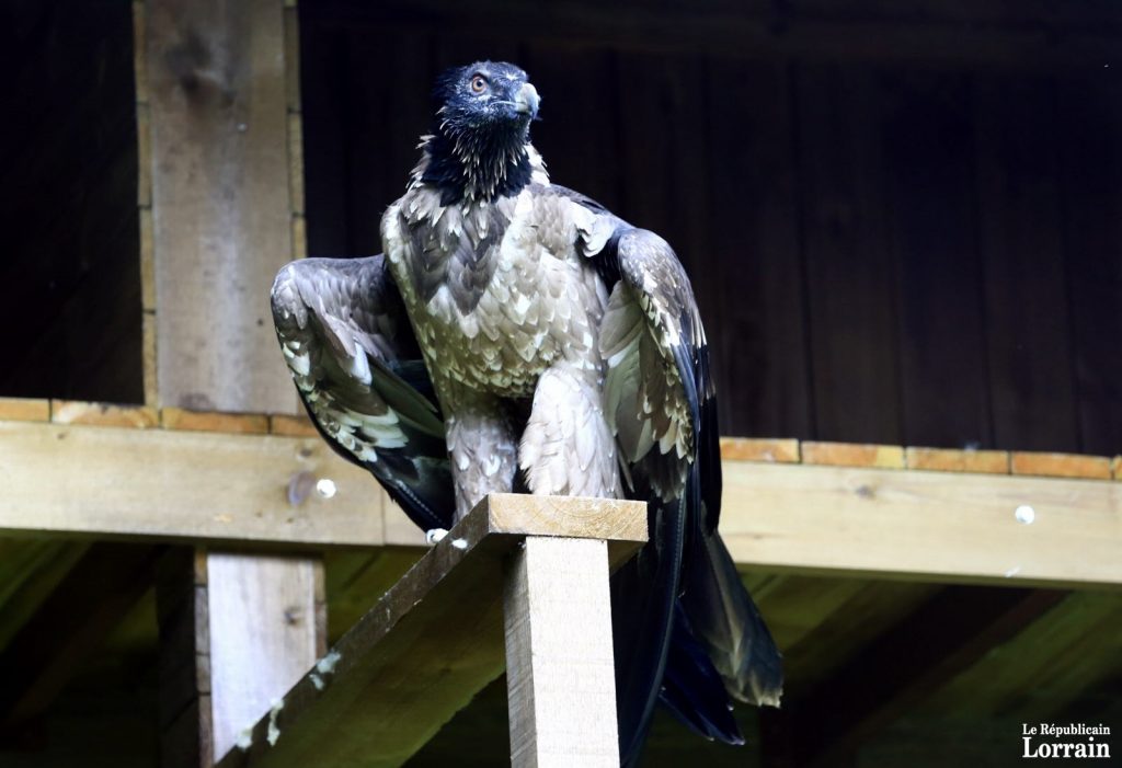 Un couple de vautours gypaètes vient d'élire domicile au zoo. D'ici cinq à six ans, ils devraient pouvoir se reproduire. (photo Maury Golini / RL)