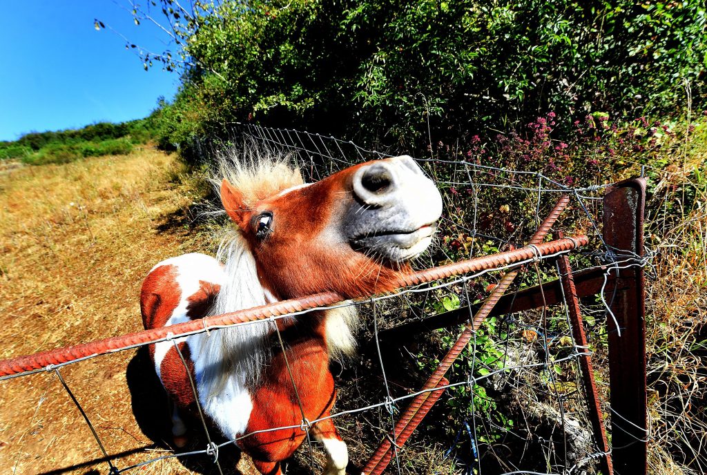 De nouvelles prairies vont voir le jour dans la réserve. Pour le plus grand bonheur des poneys, mais aussi des moutons. (photo Isabella Finzi)