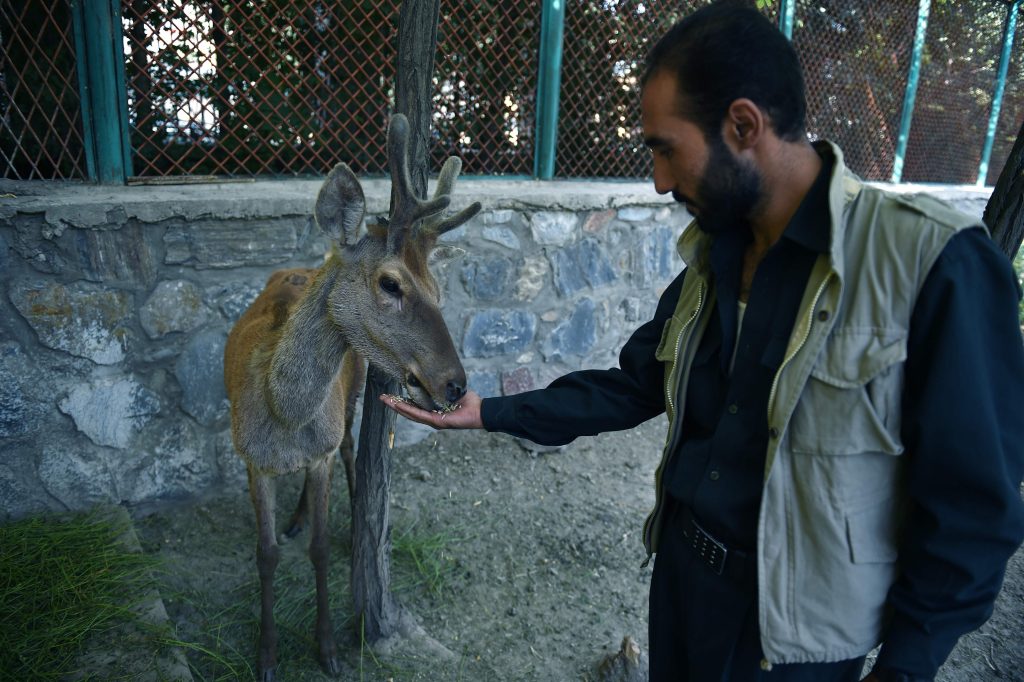 In this photograph taken on July 12, 2016,  an Afghan zoo employee (R) feeds a deer in an enclosure at Kabul Zoo in Kabul.   Its scarred lion Marjan was for years a symbol of Afghan survival. Now, more than a decade after his death, Afghanistan remains battered by war but Kabul zoo is buzzing again -- a haven for women, children and young lovers in a capital city that has little public space for anyone but men.  - TO GO WITH AFP STORY: Afghanistan-Conflicts-Zoo-Animal, FEATURE by Emal Haidary   / AFP / WAKIL KOHSAR / TO GO WITH AFP STORY: Afghanistan-Conflicts-Zoo-Animal, FEATURE by Emal Haidary