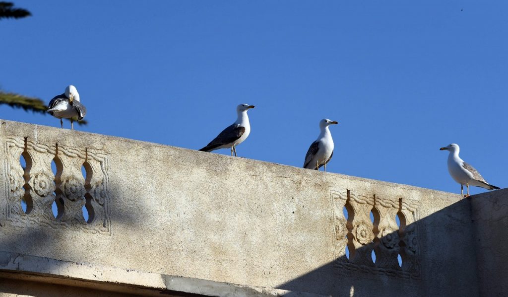 ALGERIA-ENVIRONMENT-ANIMALS-BIRDS