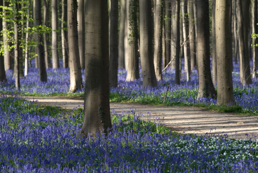 FILES-BELGIUM-ENVIRONMENT-NATURE-FLOWERS