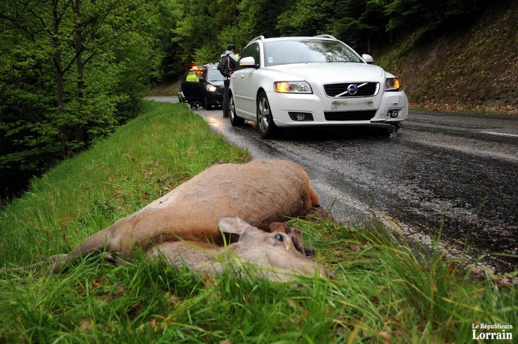 Sous la violence du choc, l'animal a été tué sur le coup. (photo DNA/Nicolas Pinot)