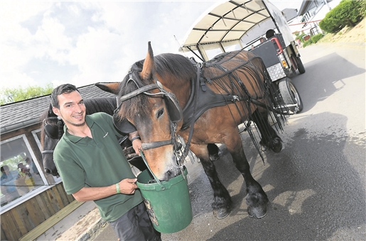 Transporter des tonnes de grumes ne lui fait rien, alors une carriole! (photo I.Finzi)