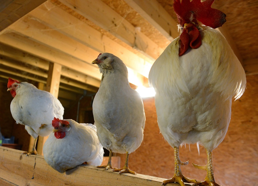 Hobscheid, 2 rue Neuort, Fotos Heemelweenchen (Streichelzoo von Schulklasse), Photos d'une classe du Lycee technique Agricole en visite dans une petite ferme avec des animaux en relation avec leur projet Mini-Entreprise