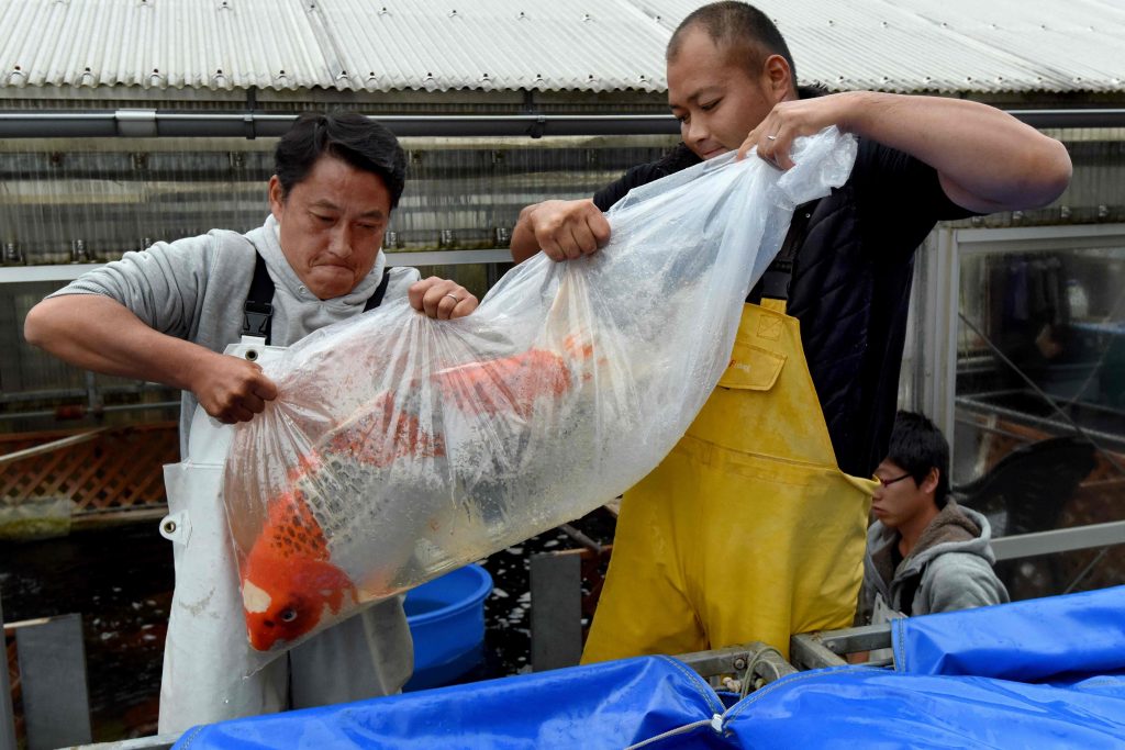 Un heureux élu va bientôt recevoir un des poissons les plus chers du globe.