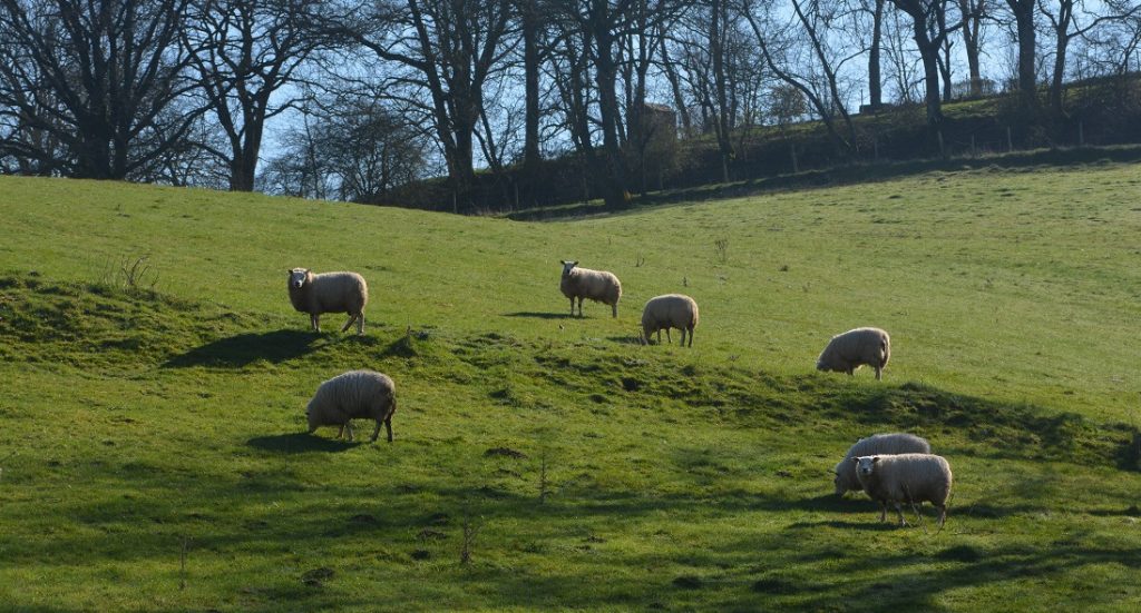 Dans le nord du pays, du côté de Tandel ou Fouhren (photo), les brebis paissent en paix (Photo : Sophie Kieffer).