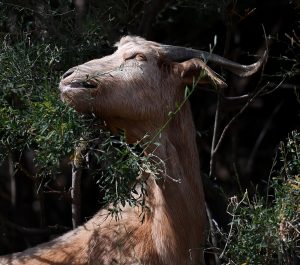 PORTUGAL-ENVIRONMENT-FIRE-MOUNTAINS-ANIMAL-FORESTS