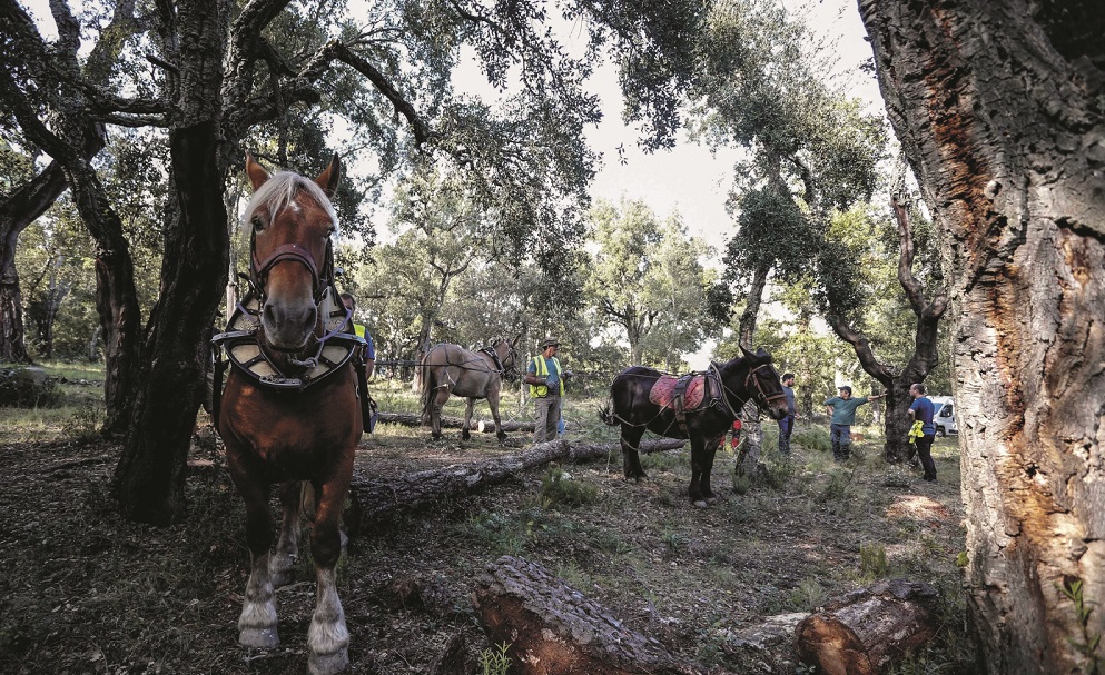 FRANCE-CORSICA-FOREST-AGRICULTURE-ANIMAL-ENVIRONMENT