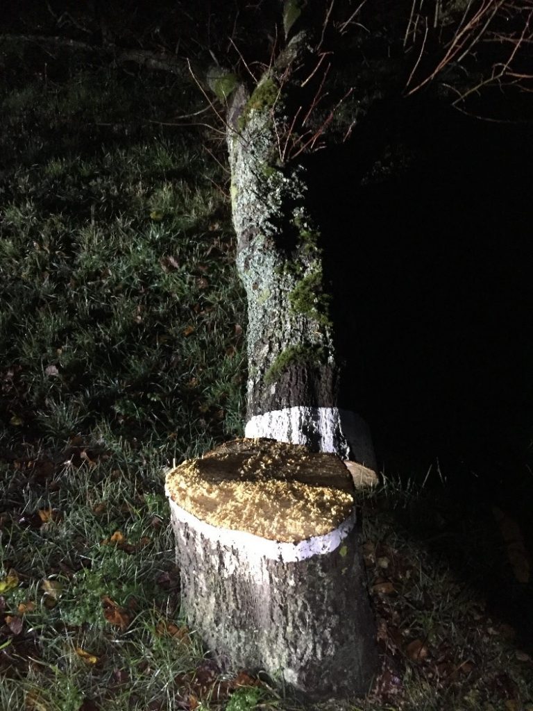 Voilà une image qui ne va pas faire plaisir à la Sécurité Routière, qui plaide souvent pour la conservation des arbres en bord de route, qui poussent naturellement les automobilistes à lever le pied.