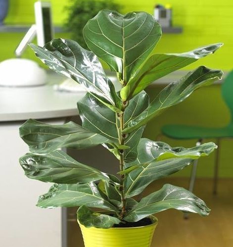 sur Pinterest et Instagram, le ficus lyrata était partout il y a deux ans, avant d'être passé de mode. (Photo : DR)