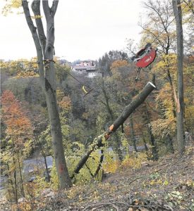 Pas de chevaux de débardage ici, mais un système de câbles pour remonter les troncs d'arbres.