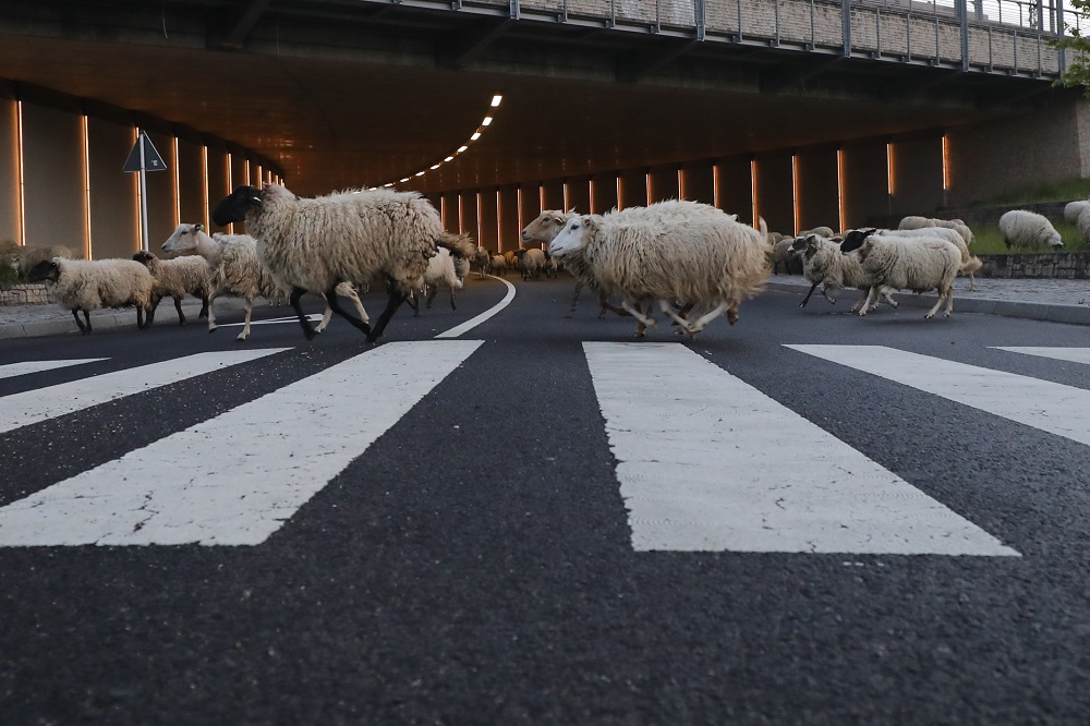 300 moutons débarquent au Kirchberg au petit matin