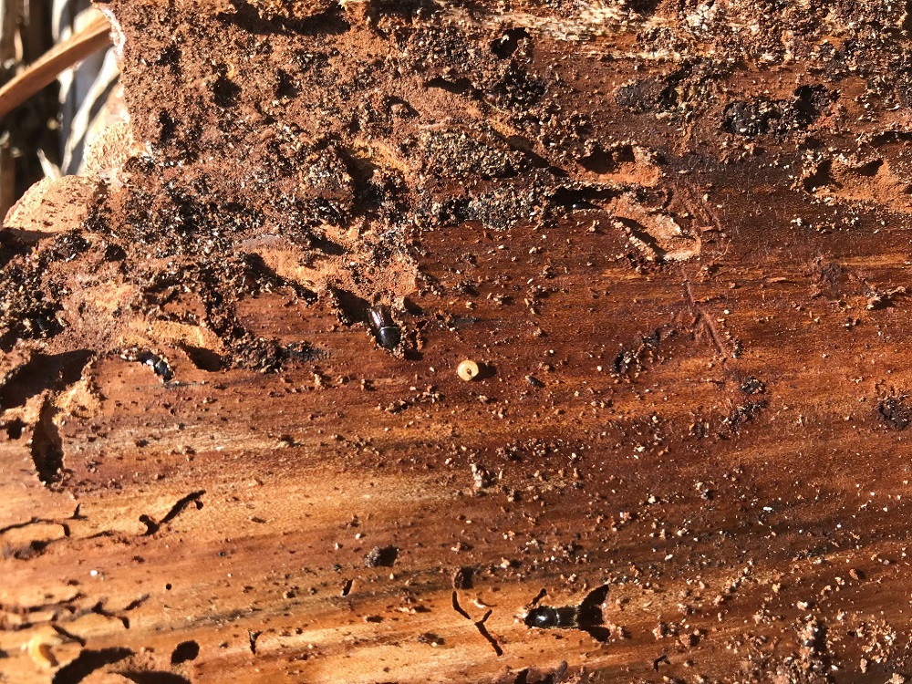 Des scolytes en plein action. (photo administration de la Nature et des Forêts)