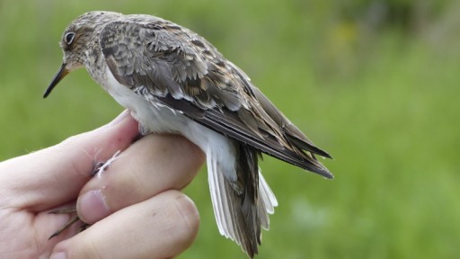 Eurobirdwatch Le Grand Voyage Des Oiseaux