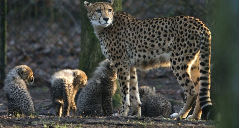 Le Guépard Menacé Dune Extinction Certaine Le Quotidien