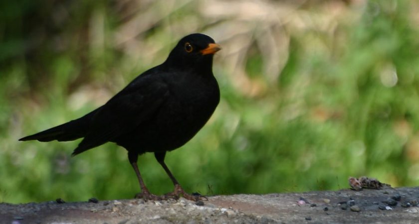 Le Merle Est Loiseau Le Plus Fréquent Dans Nos Jardins Le