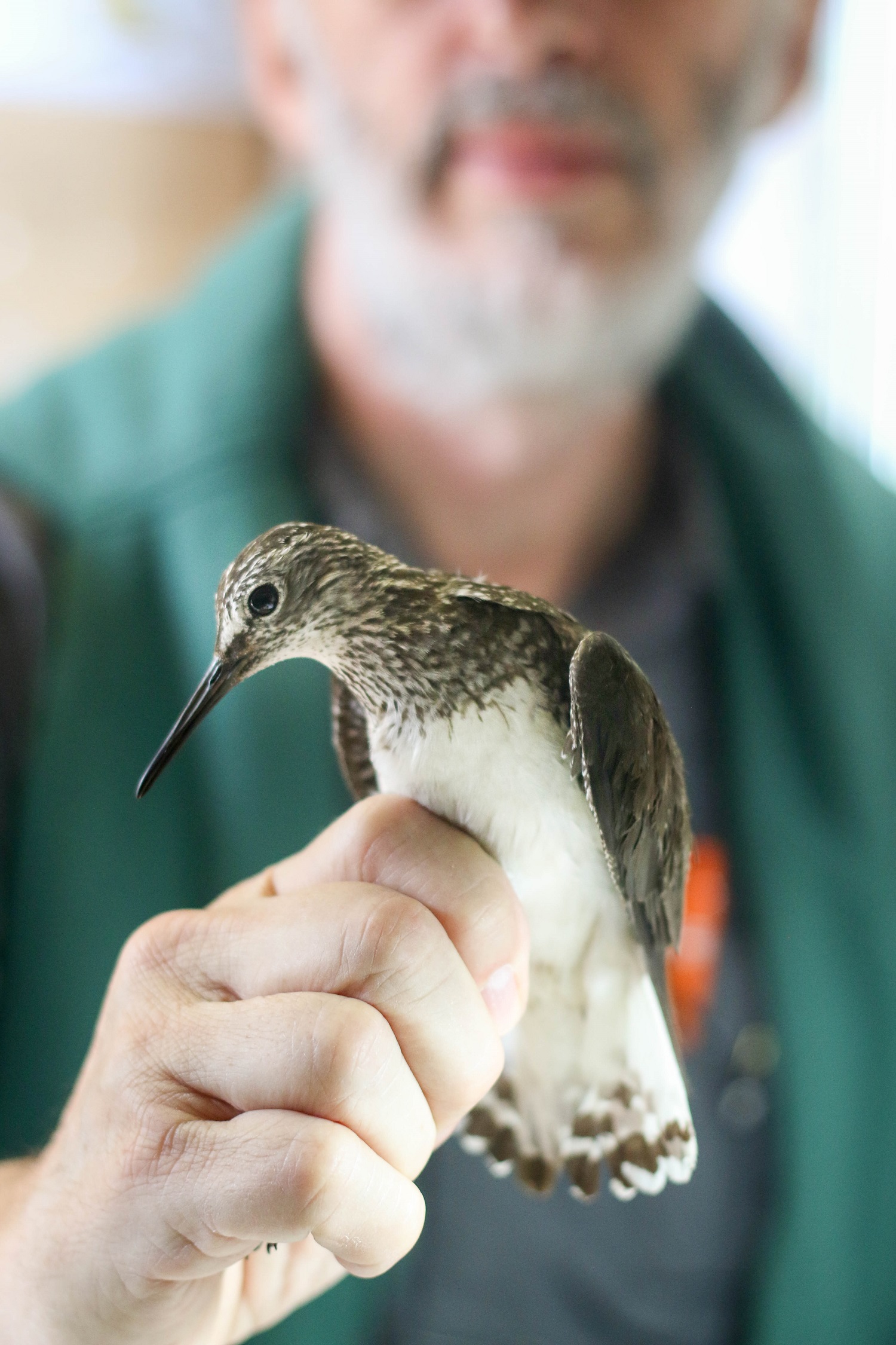 First slide