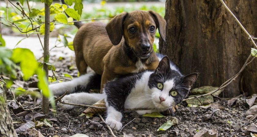 Un Chat Declare Perdu Toutes Les 10 Minutes En France Le Quotidien