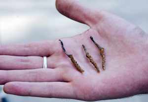 Le précieux champignon pousse sur une chenille (photo : AFP).