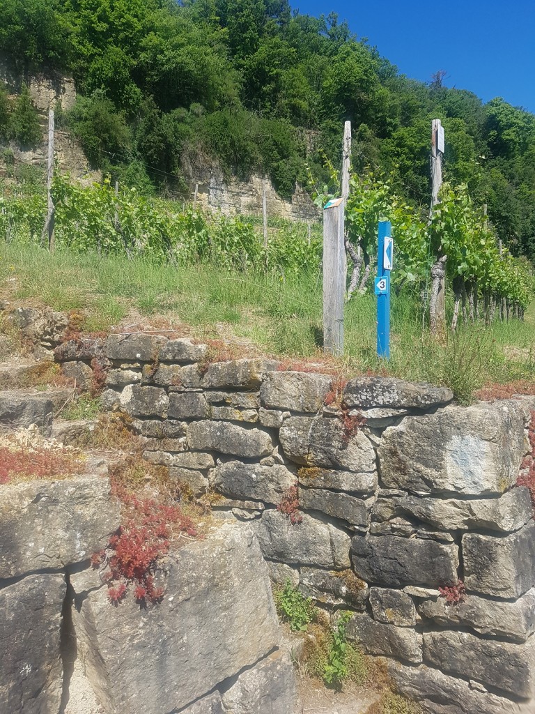 Sous la falaise, les parcelles qui s’étagent sont portées par des murs en pierres sèches (Photo : Erwan Nonet).