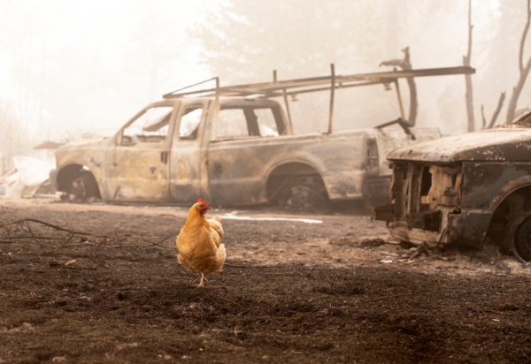 Une poule dans les débris de l'incendie (Photo : AFP).
