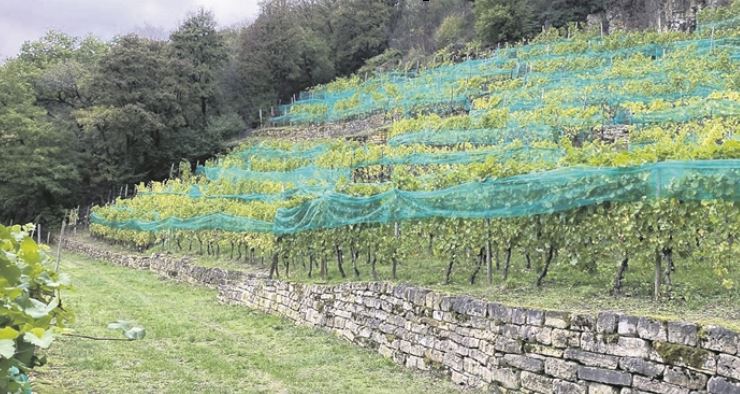 Grâce à des passionnés, les vignes en terrasse de la réserve de Manternacher Fiels revivent (Photo : Sophie Kieffer).