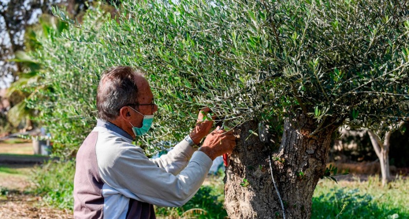 Η κλιματική αλλαγή στην Κύπρο απειλεί την καλλιέργεια χιλιάδων ελαιόδεντρων