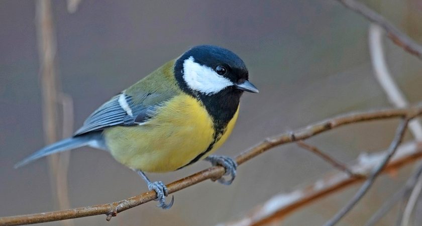 Nourrir les oiseaux au jardin pendant l'hiver : Conference a